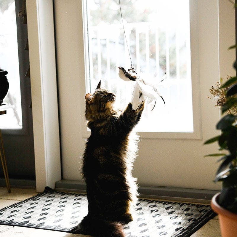 Interactieve Vogel-simulatiespeelgoedset voor Katten